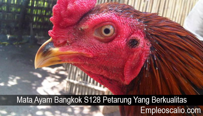 Mata Ayam Bangkok S128 Petarung Yang Berkualitas