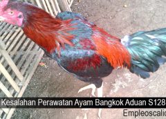 Kesalahan Perawatan Ayam Bangkok Aduan S128